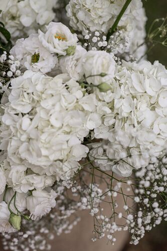 Hortensias blanches